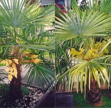 male and female windmill palms