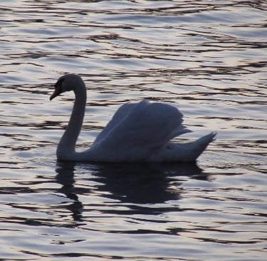 Picture of a swan silhouette in the water at sunset 