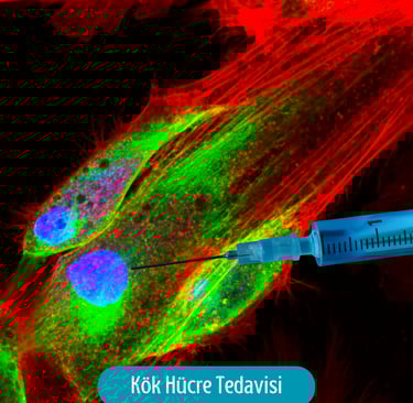 Kök Hücre Tedavisi