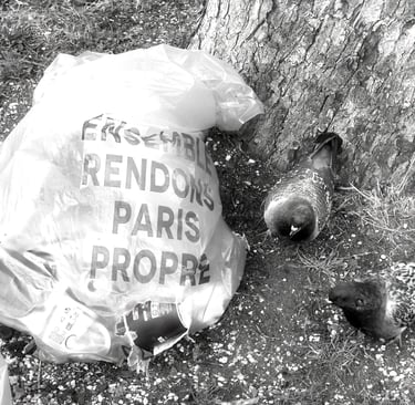 Romain Wisniewski oiseaux