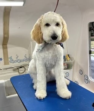 Goldendoodle looking pretty after a groom