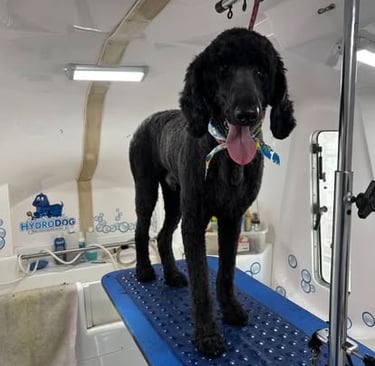 Standard poodle with a puppy cut