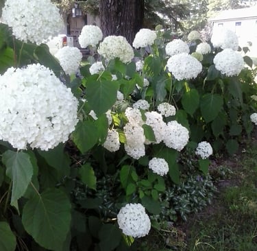 Annabelle Hydrangea Plant