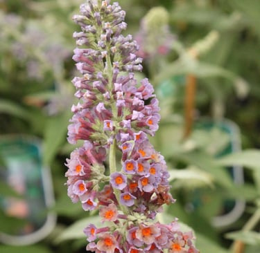 Close-up of a blooming purple butterfly bush flower spike with orange centers in a garden.