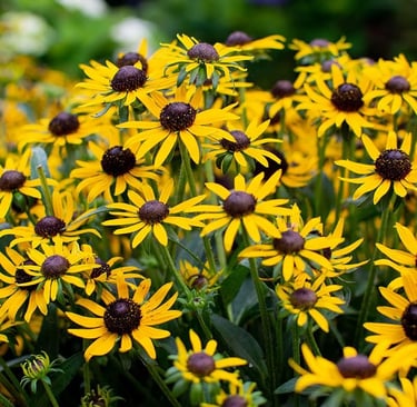 Vibrant yellow black-eyed Susan flowers blooming in a sunny summer garden landscape.