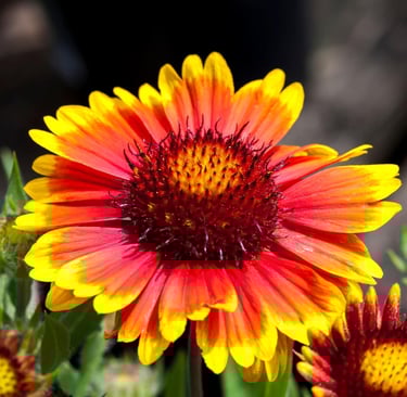 Macro view of a vibrant Gaillardia blanket flower with red and yellow petals in a sunny garden.