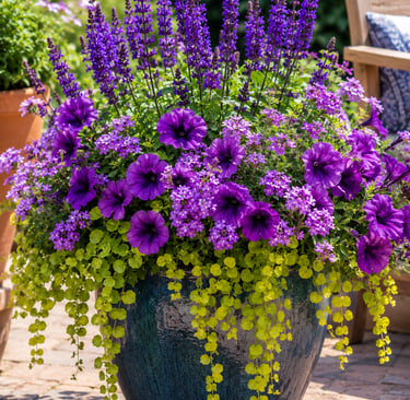 Vibrant purple petunias and salvia flowers in a ceramic planter with trailing lime green foliage.