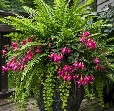 Lush outdoor planter with vibrant pink fuchsia flowers and green ferns on a wooden deck.