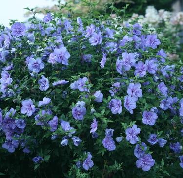 A blooming Rose of Sharon bush featuring vibrant purple double-petaled hibiscus flowers in a lush garden.
