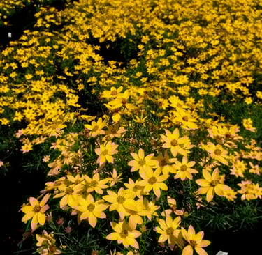 A field of blooming yellow Coreopsis verticillata flowers in a commercial greenhouse nursery.