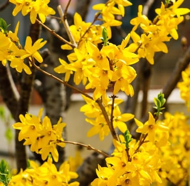 Vibrant yellow forsythia flowers blooming on branches during a sunny spring day.