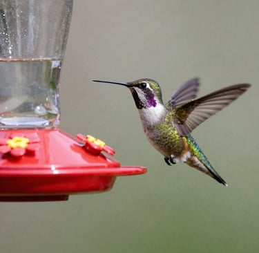 A colorful hummingbird with purple throat feathers hovers near a red nectar bird feeder.