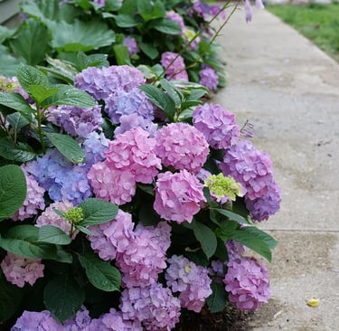 Vibrant purple and pink hydrangea macrophylla flowers blooming along a concrete garden path.