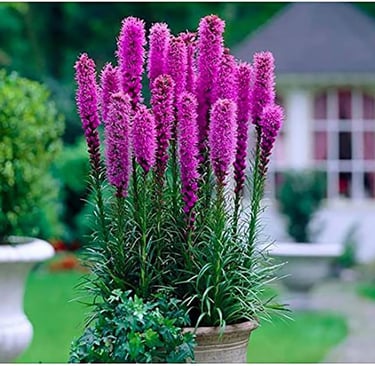 Liatris Flower