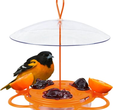 A Baltimore oriole eating grape jelly and orange slices from an orange hanging bird feeder.