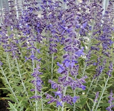 Russian Sage Plant
