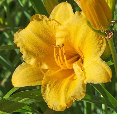 A vibrant yellow Stella de Oro daylily flower blooming in a sunny summer garden.