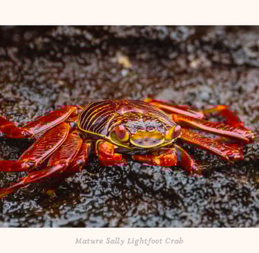  Sally Lightfoot crab pausing on volcanic rock in the Galapagos