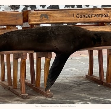 Sea lion peacefully owning a bench in Puerto Baquerizo Moreno, San Cristobal, Galapagos