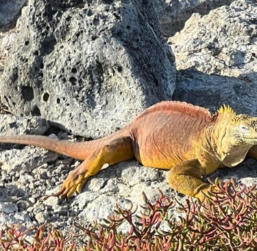 Male Land Iguana on South Plaza Island, Galapagos
