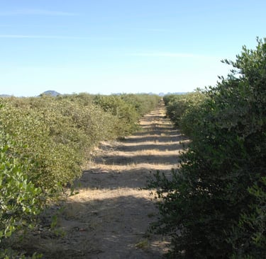Rows of jojoba shrubs growing in a desert farm plantation under a clear blue sky.