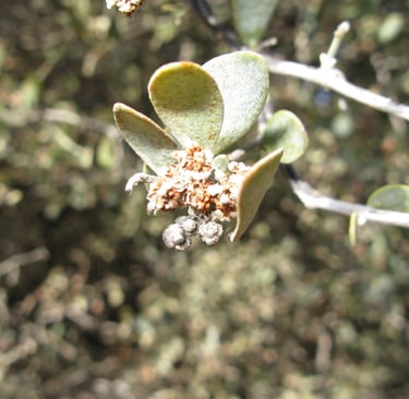 Close-up of a male Jojoba flower on one of the Jojoba shrub tree in the Sonoran Desert