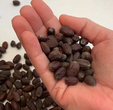 A hand holding a handful of dark brown organic jojoba seeds for oil extraction.