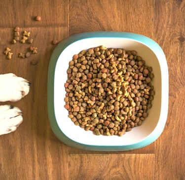 perro que no quiere comer - plato lleno