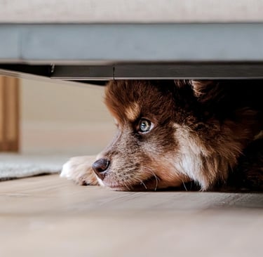 Perro escondido bajo la cama