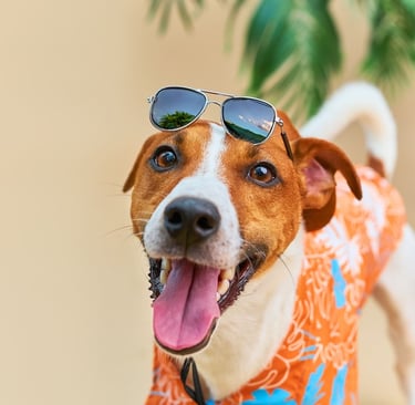 Feliz Jack Russell Terrier con una camisa hawaiana de color naranja tropical y gafas en vacaciones