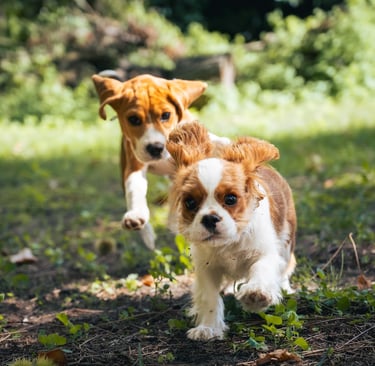 2 chiens en balade collective