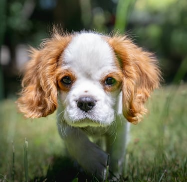 Chiot en séance d’éducation canine.