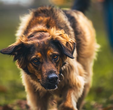 Chien en séance d'éducation canine