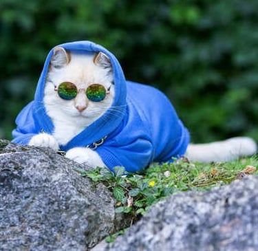 Gato mascota chamarra azul hecha a medida con lentes de sol