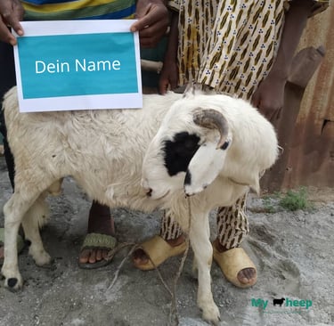 Opfertier Schaf Kurban