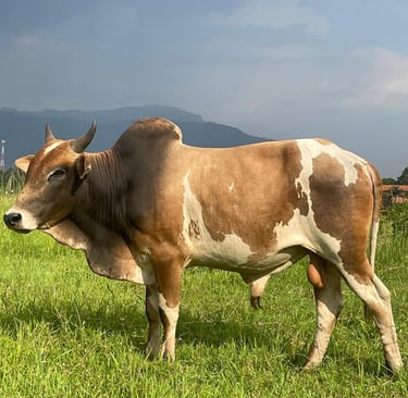 Kurban Kuh Eid ul-Adha