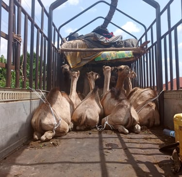 Qurban Kamel Opferfest