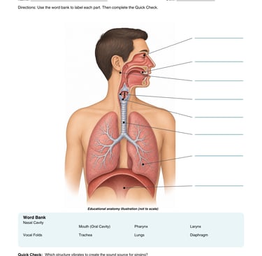 How the voice works vocal system student worksheet preview
