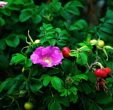 Cape Cod Rosa Rugosa.