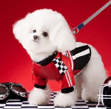Perrito con outfit rojo de carreras para galeria de fotos