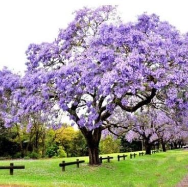 La sylviculture pour peupler les dunes et faire de coupe-vents et une matière première foresterie 