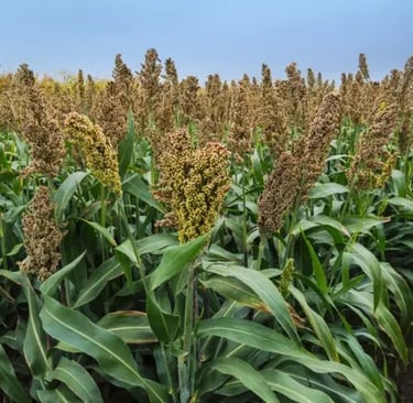 Le mil pour conserver la tradition