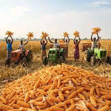 Le maïs en grain pour l'aviculture ou en ensilage pour l'alimentation des bovins