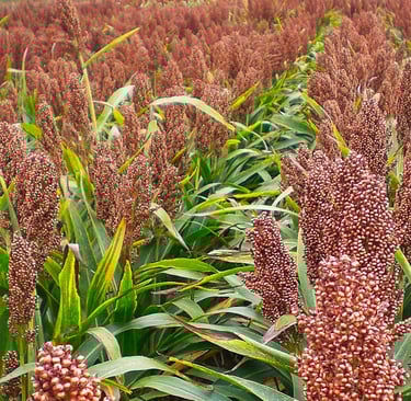 Le sorgho, une solution alternative au maïs dans l'aviculture