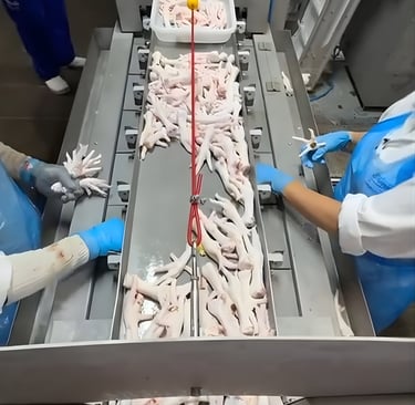 Máquina extratora de calos de pés de frango