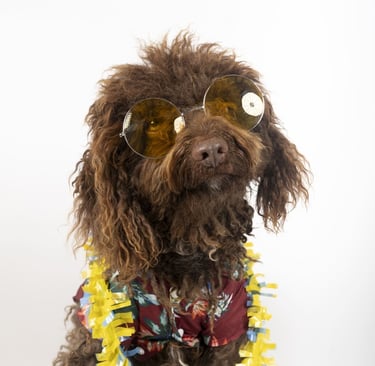  french negro con lentes y collar hawaino