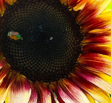 Macro photo of a vibrant sun lit sunflower