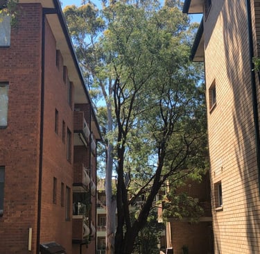 Image of large trees effectively growing between many building units.
