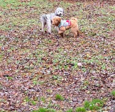 Dogs socializing at Raising Paws daycare in Forest Park Georgia.