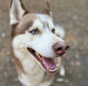 Happy dog during daycare at Raising Paws Forest Park Georgia.